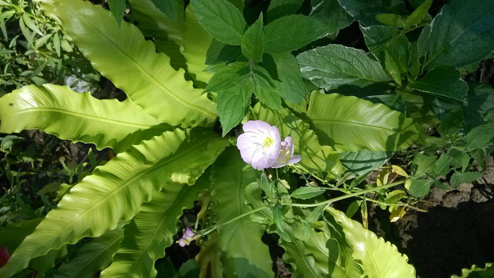 欧美最猛黑人xxxx黑人猛交98